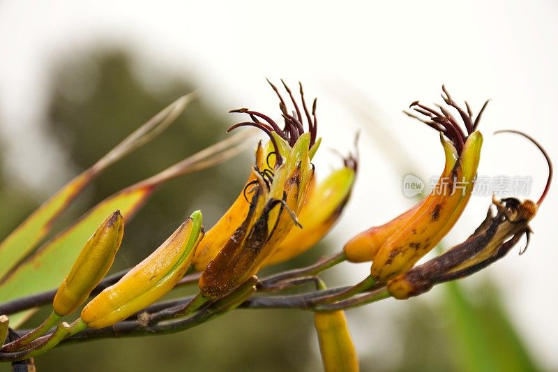 Phormium Cookianum Harakeke(新西兰亚麻)在开花